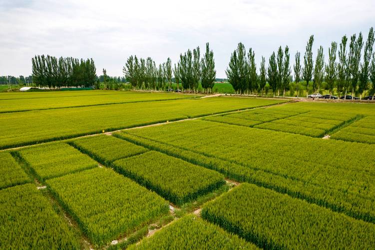 筑牢粮食安全压舱石 自治区原粮储备生产基地现场观摩暨推进会侧记