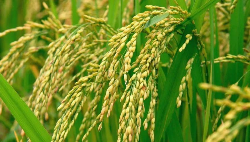 关于粮食收储致农民朋友的一封公开信请查收