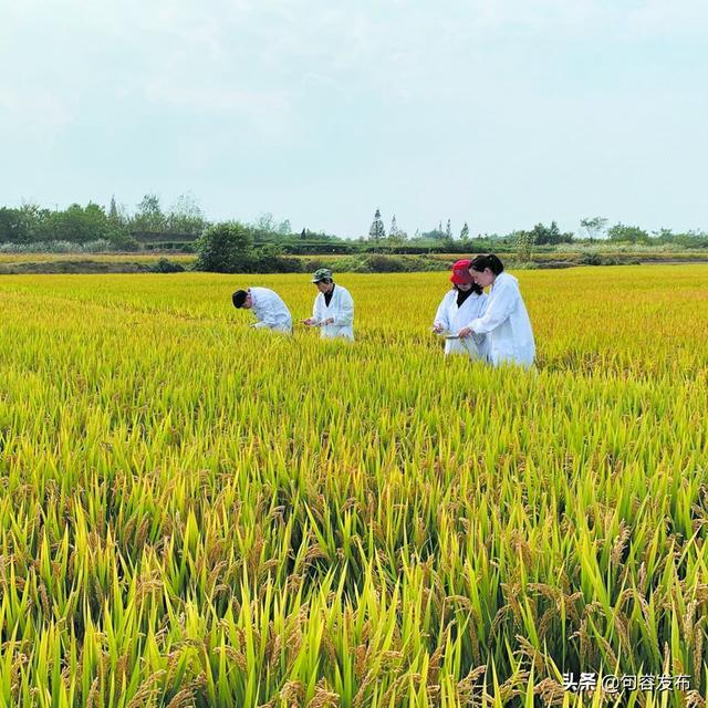 日前,句容市粮食收储中心化验室成员深入田间地头,察看今年水稻长势和